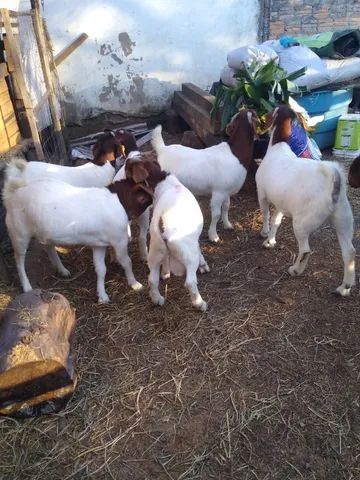 Cabras e Bodes Boer puros 