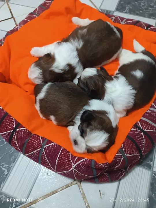 Lindos filhotes Shih Tzu