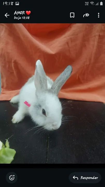 Coelho Fêmea  - Foto 3