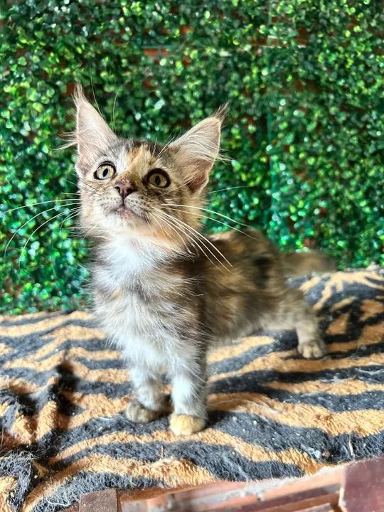 Filhotes Maine Coon disponível