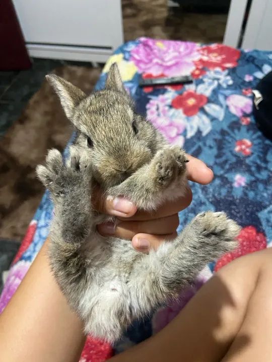 4 coelhinhos fofinhos 