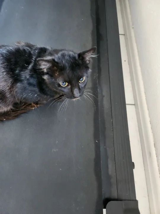 Tom - Gato castrado e saudável pronto para receber um lar ? - Foto 2