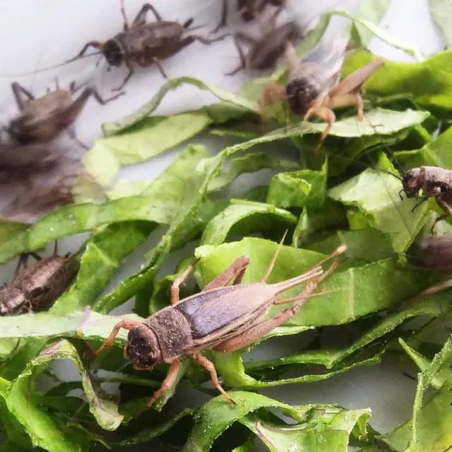 Grilos, Larvas ou Criação de Tenébrio completa - Foto 5