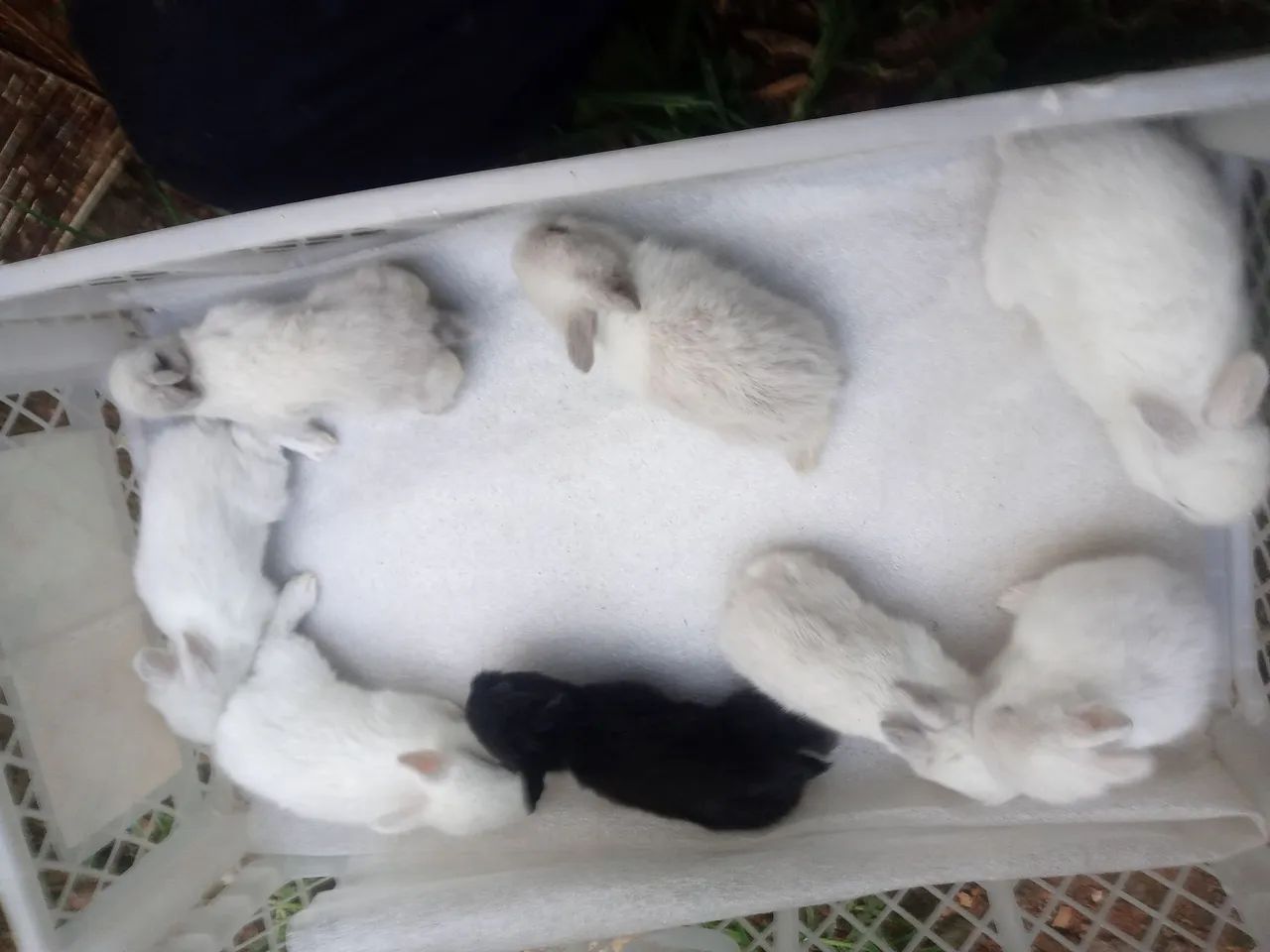 Os minis lindos para presentiar , continuam mais lindos ainda. - Foto 5