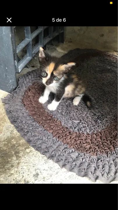 Gatinhos adoção responsável  - Foto 5