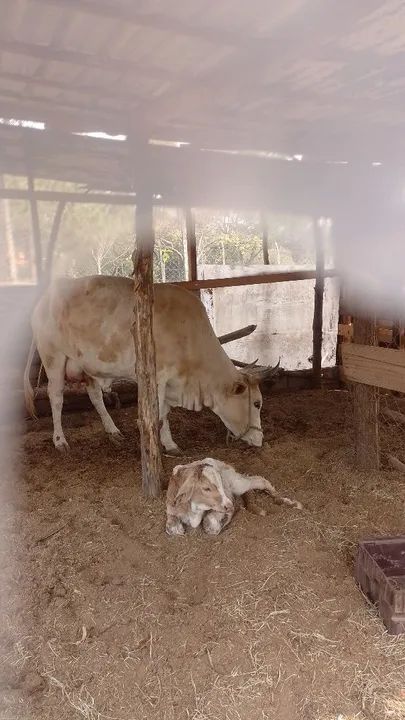 Vaca gersolanda - Foto 3