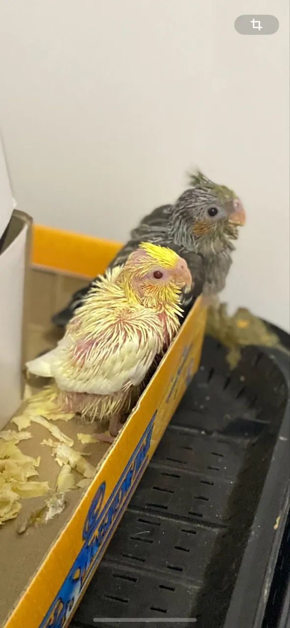 gaiola viveiro64298803138307120