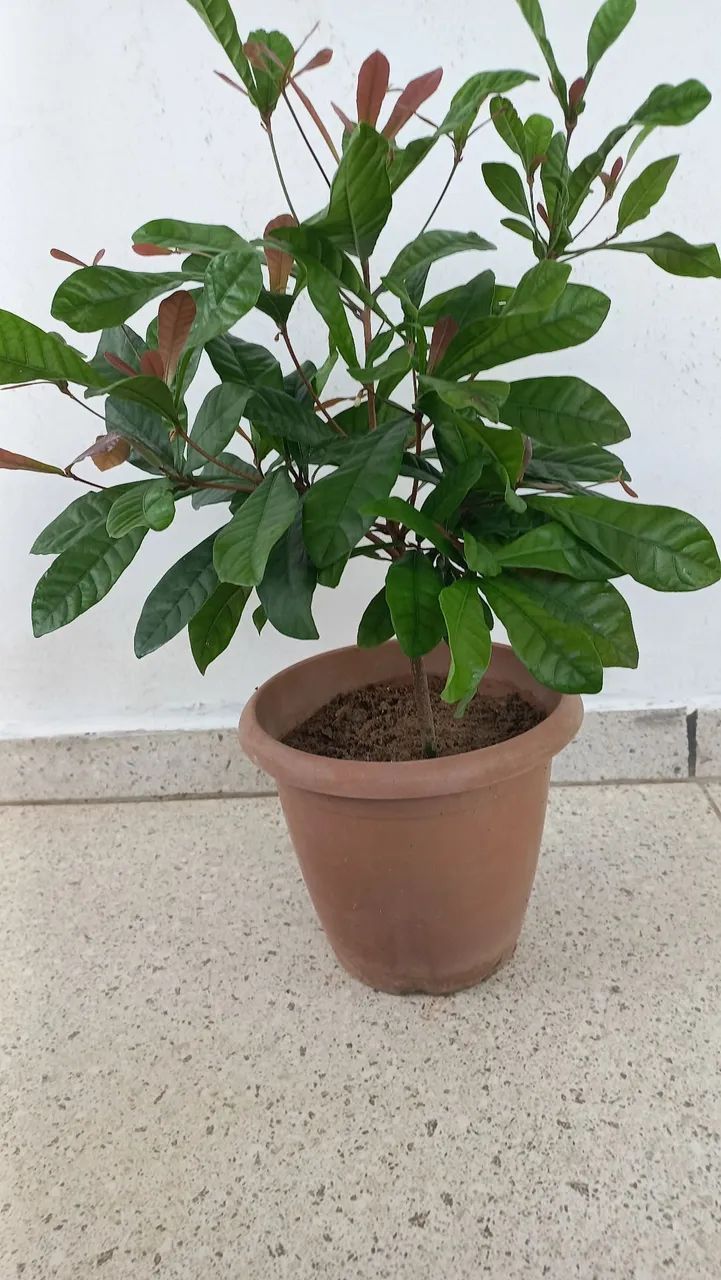 Muda de fruta do milagre.