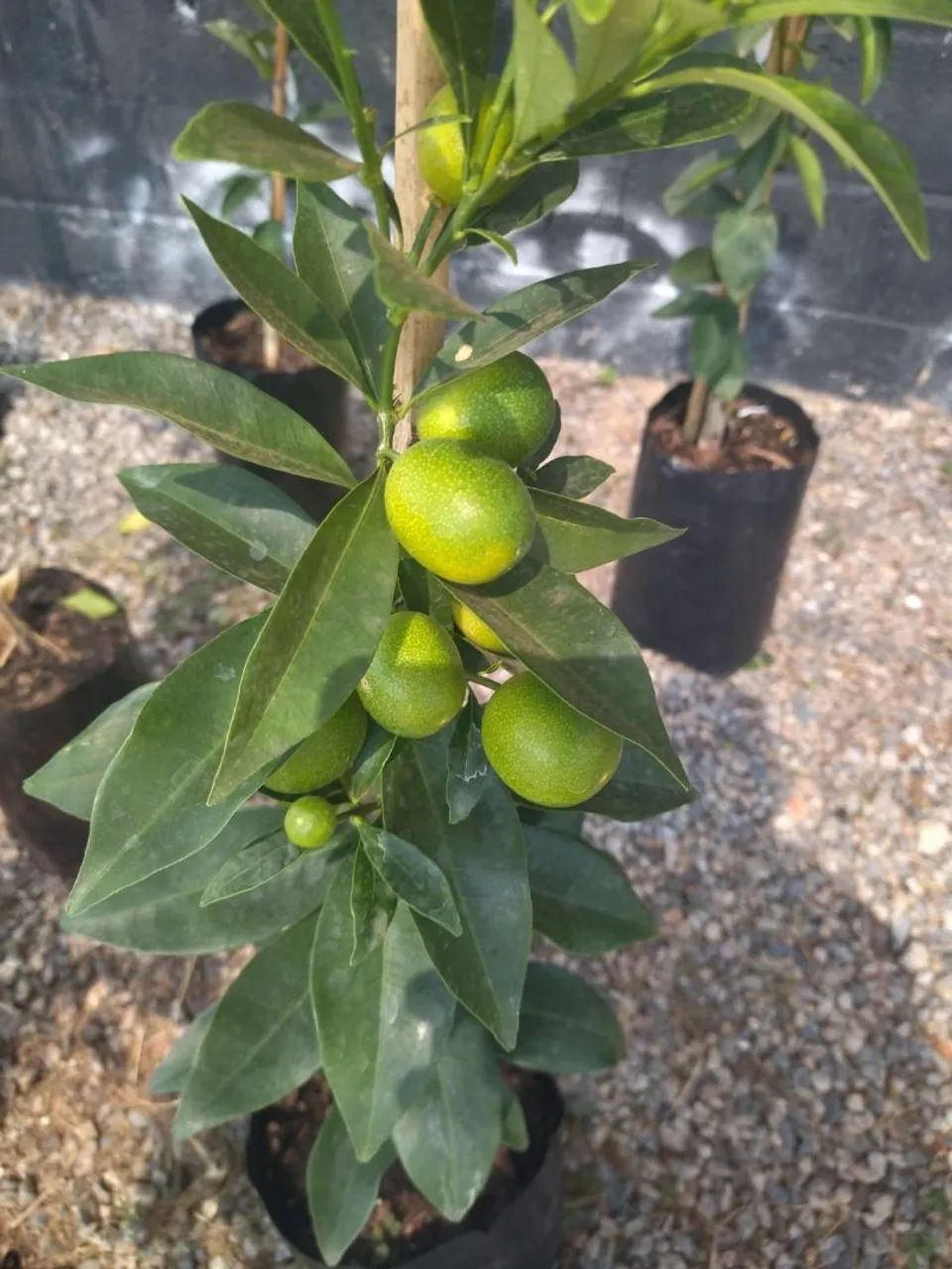 Mudas Frutíferas Enxertadas  - Foto 3
