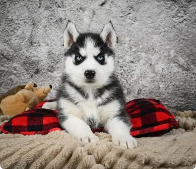 Husky Siberiano cinza/marrom/preto e branco, fofos e lindos