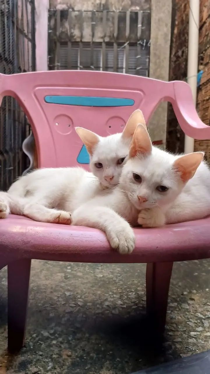 Tres lindas gatas brancas  para Adoção consciente  - Foto 3