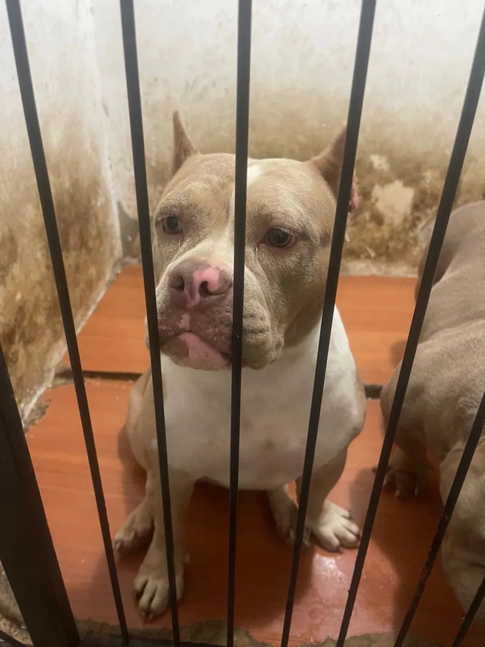 American Bully choco merle (fêmea ) - Foto 3