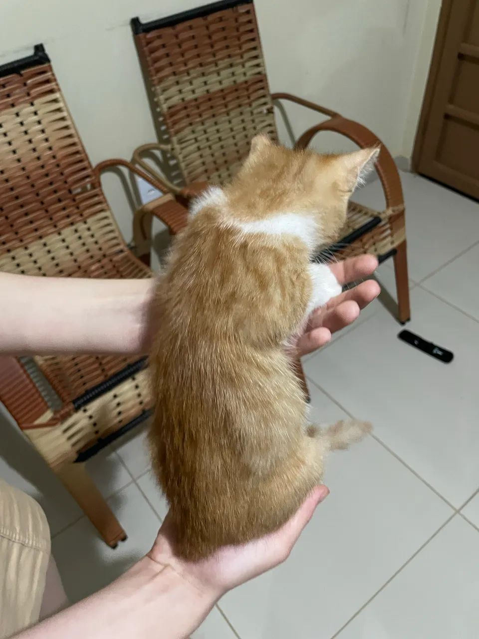 Doação de gato  - Foto 4