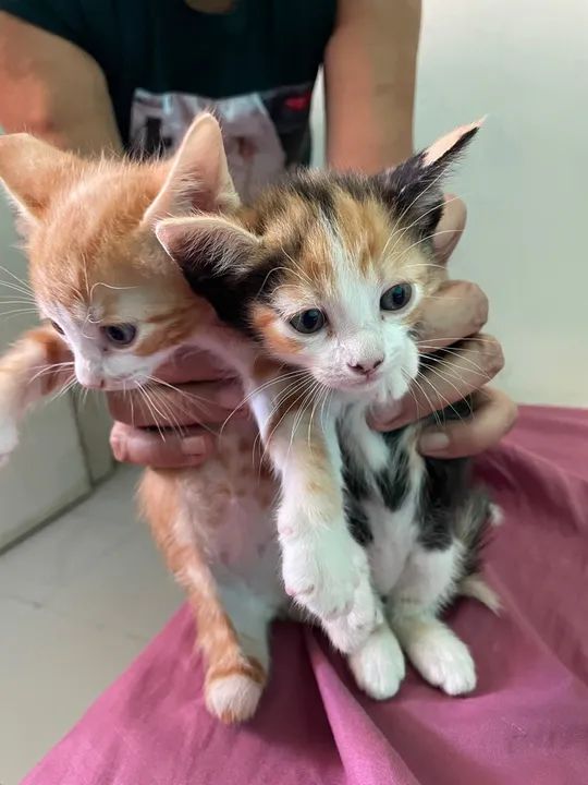 doação responsável  - Foto 2