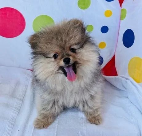 Spitz Alemão - Caieiras Kennel Peludinho e Carinhoso