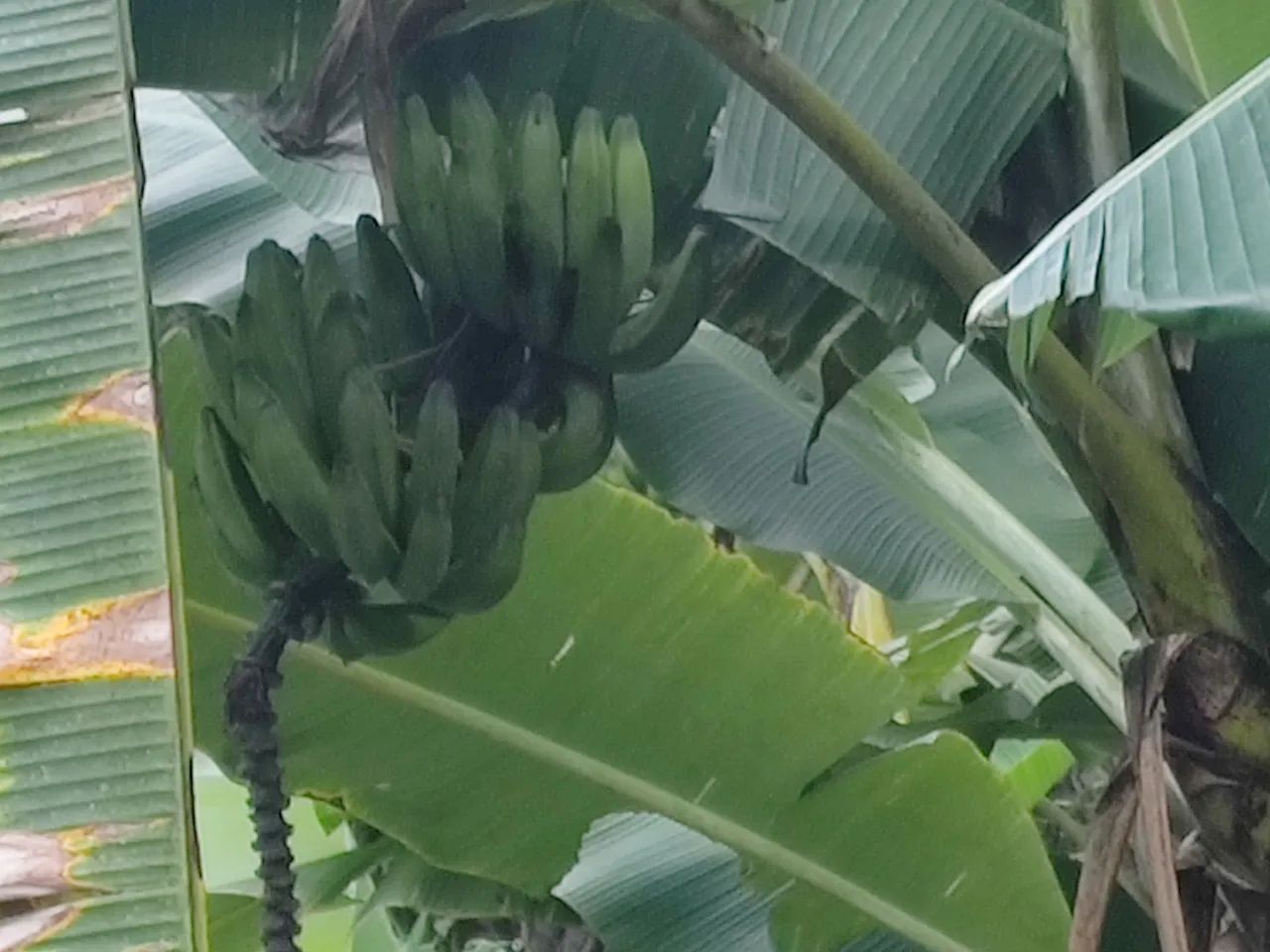 Vende-se sítio encantador em branquinha  - Foto 3