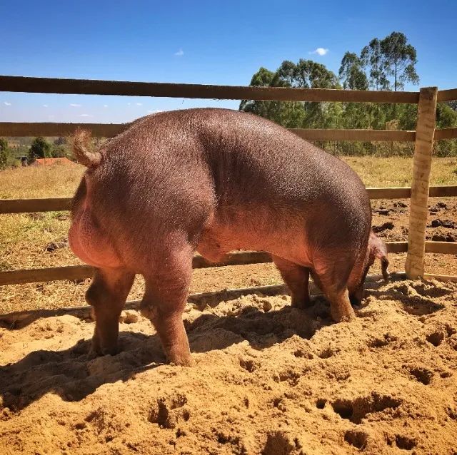 Porco Pietrain, Porco Duroc, Porco Moura em Minas Gerais - Suínos Prime - Minas Gerais - Foto 5