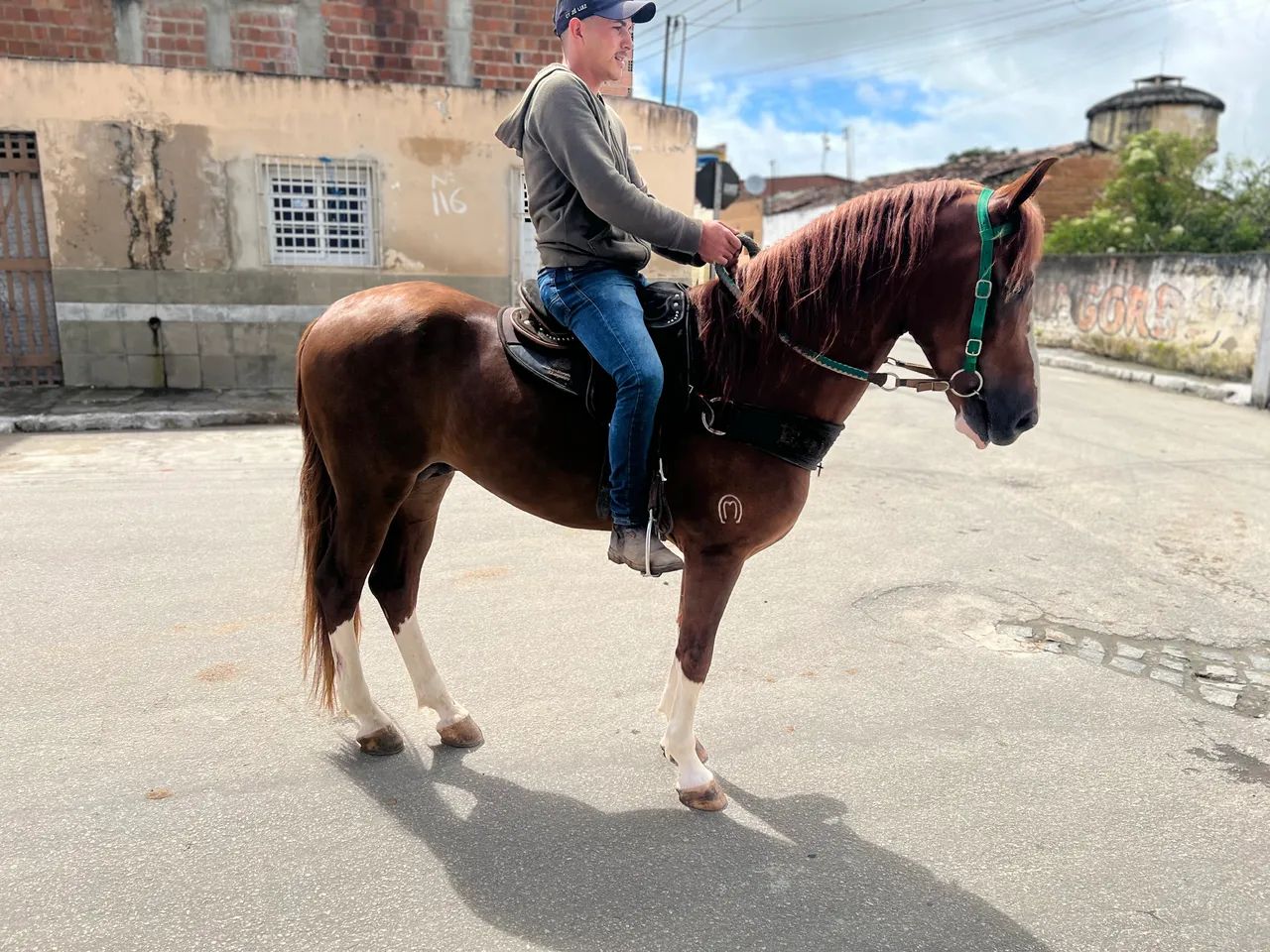 Potro Mangalarga Registrado - Foto 3