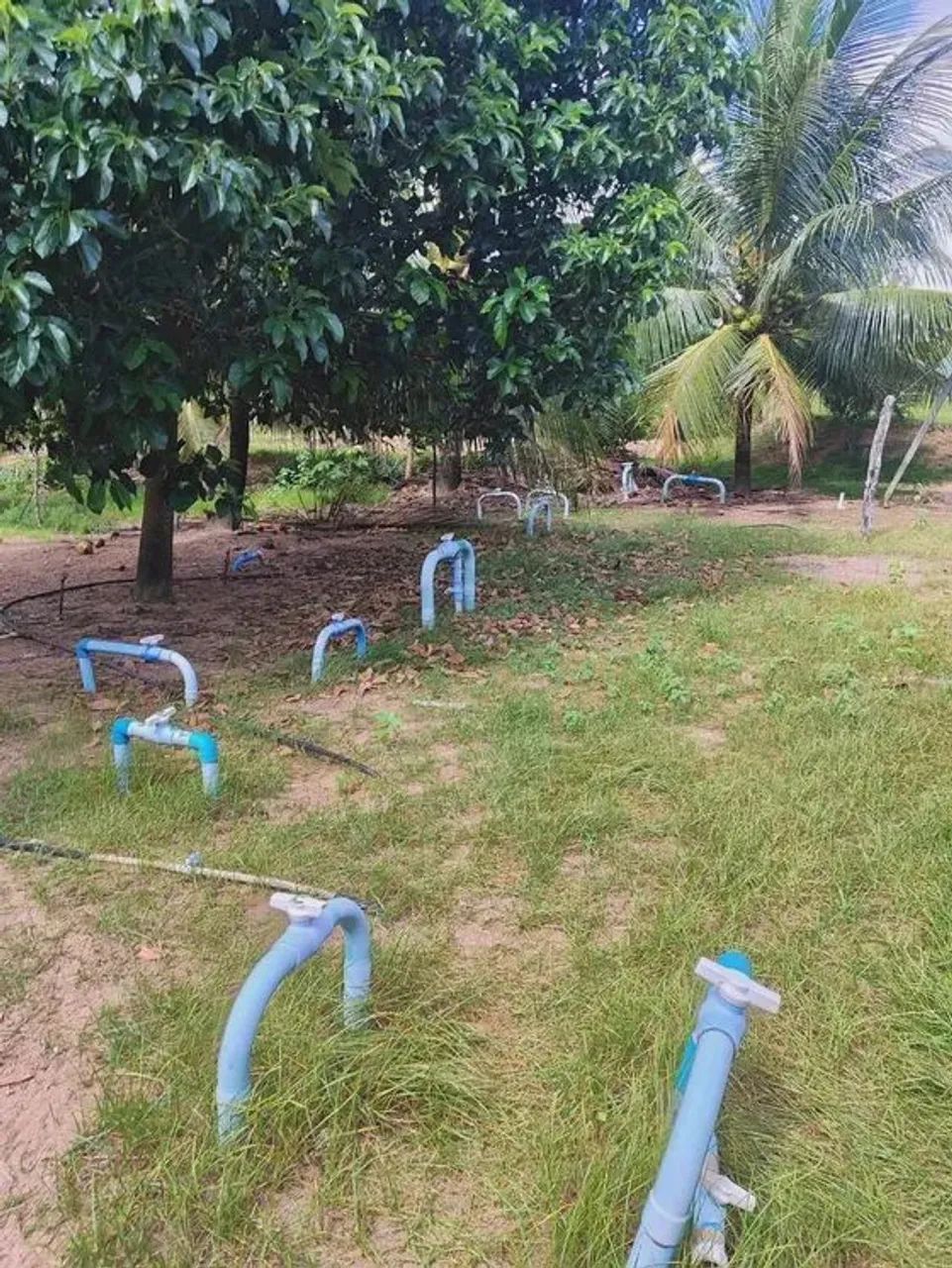 Fazenda com 28 hectares na região de Punau