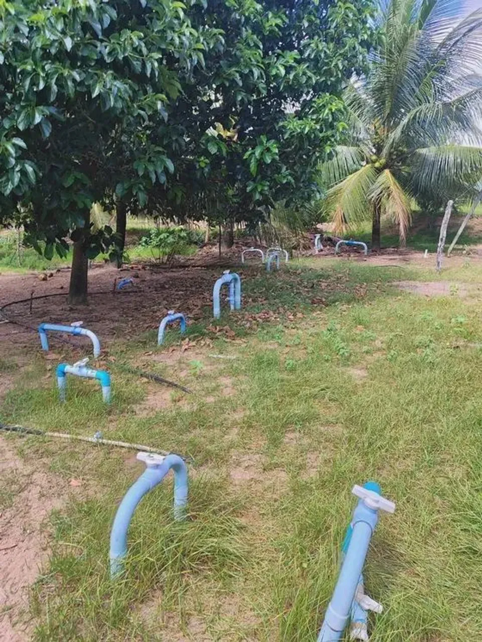 Fazenda com 28 hectares na região de Punau