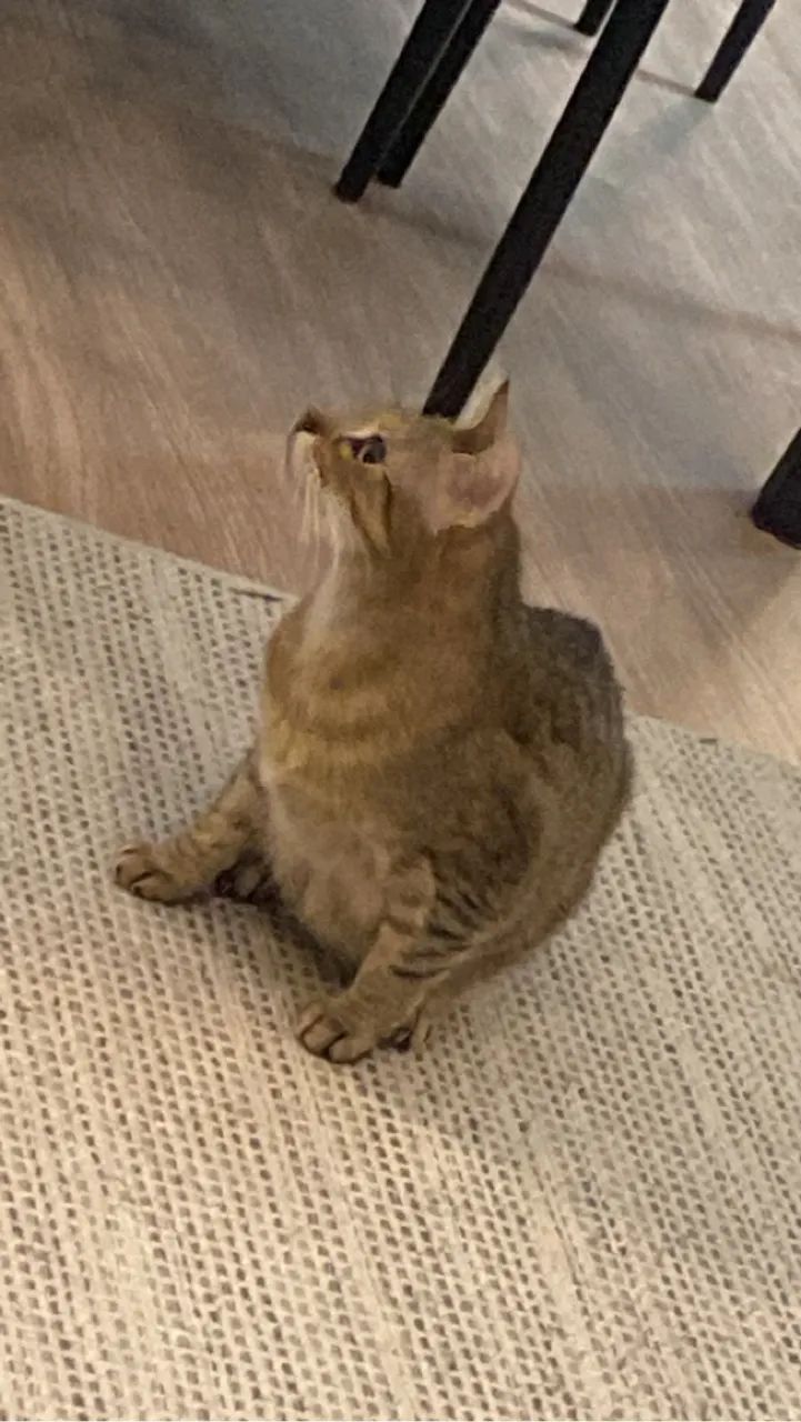 Me adota? - Foto 5