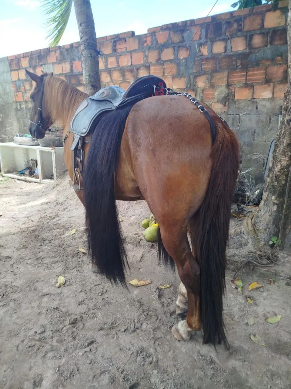 Cavalo alazam - Foto 3