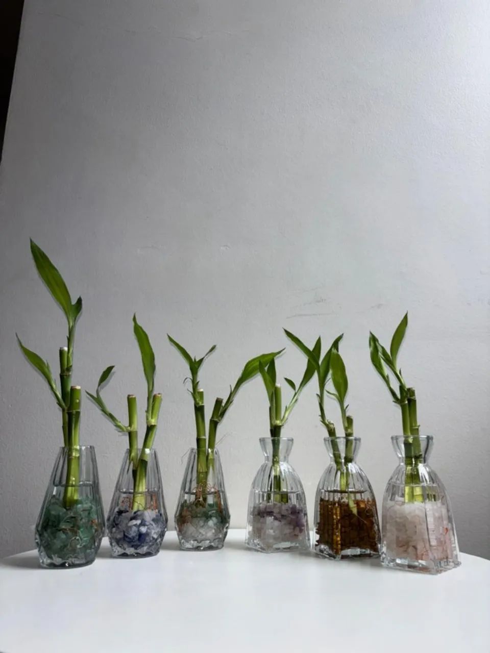 Bambus da sorte para eventos especiais preço de atacado a partir de cinco unidades.