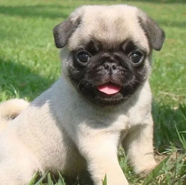 Pug Pedigree