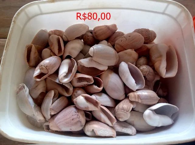 Conchas marinhas - Foto 3