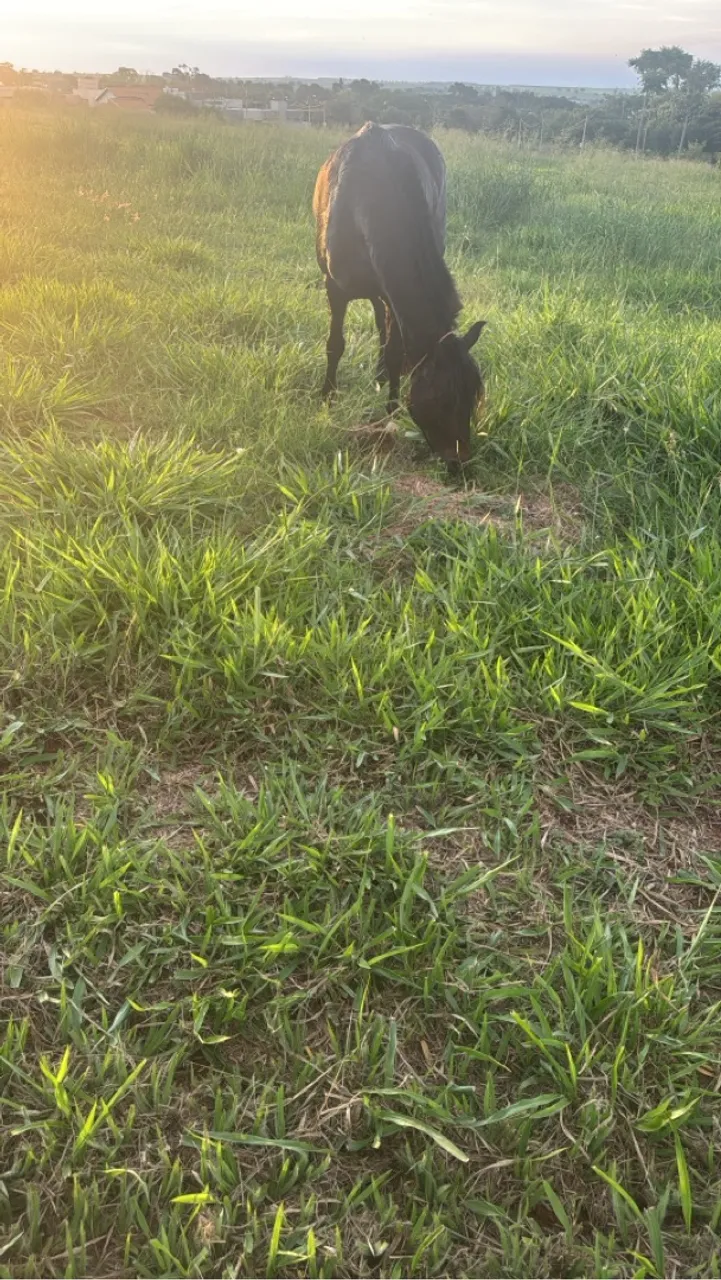 Cavalo para venda