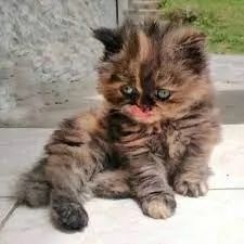 temos filhotes de persas macho e femea  - Foto 2