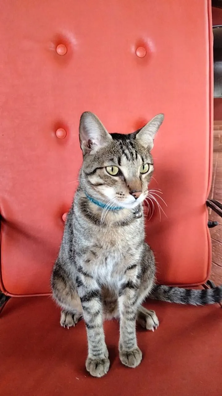 Procura-se um lar amigo de gatos