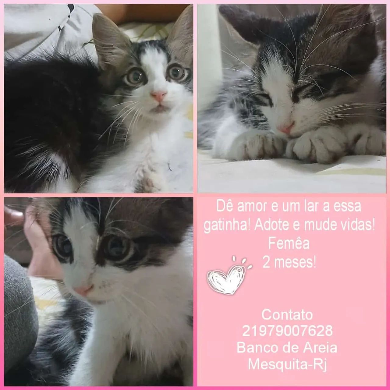 Gatinha Fêmea 2 meses - Adote e mude vidas!