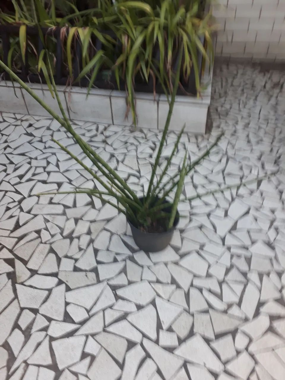 Lança de São Jorge por 30,00 reais     em vaso