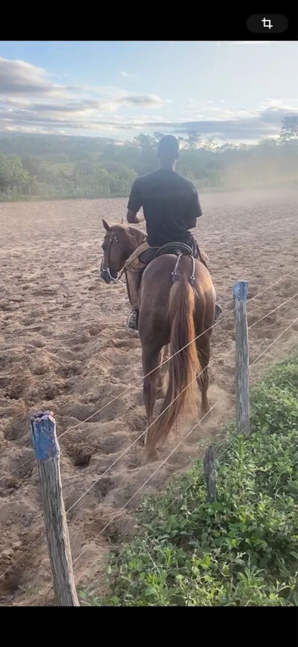 cavalo quarto de milha de direita qm - Foto 2