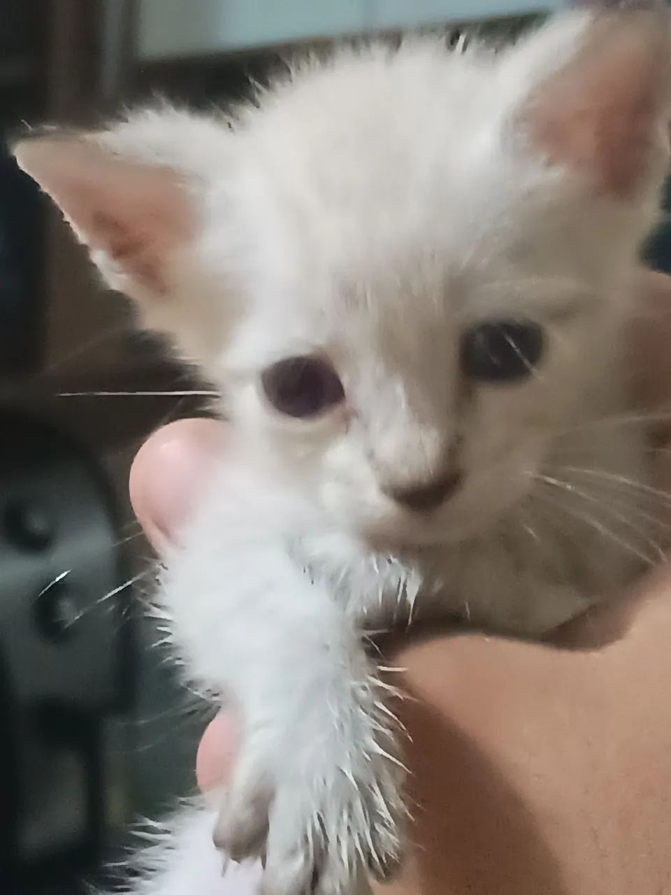 Gatinho Branco Fofo para Adoção