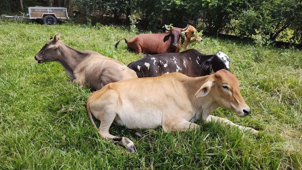 Vaca Novilha Bezerra  - Foto 5