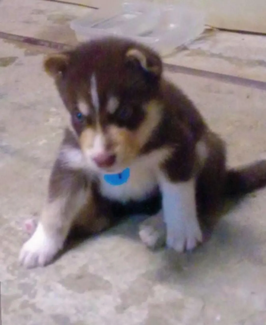 Filhotes HUSKY SIBERIANO