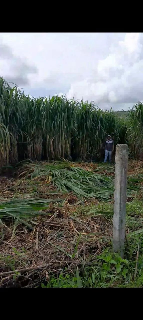 VENDO BRS CAPIAÇU E KURUMI MUDAS Capineira de alta produtividade  - Foto 3
