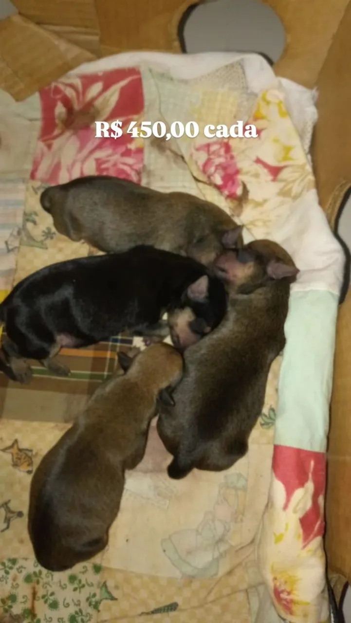 pinscher 0
