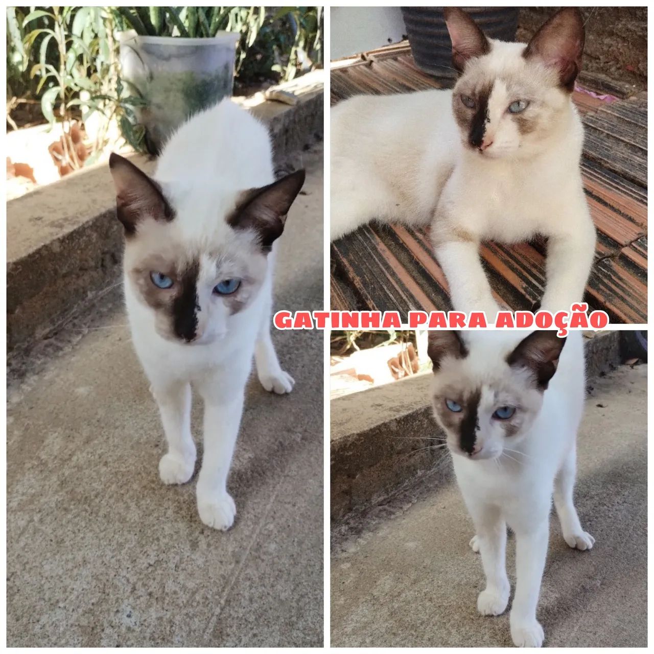 Gata Siamês para adoção - Foto 2