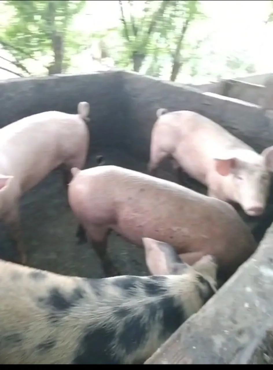 6 porcos em média 60 kilos 
