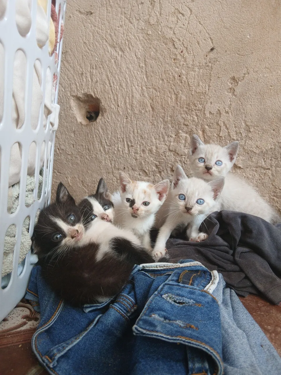 Doa-se gatos, interessados entrar em contato *