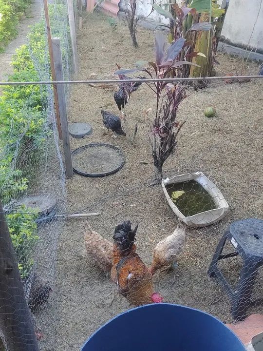 Galinhas, galos e frangos  - Foto 3