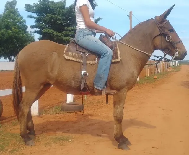 Vendo mula de patrao