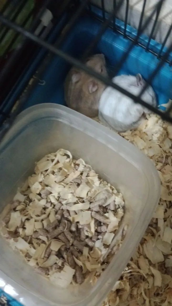 Vendo hamster chinês russo  - Foto 2