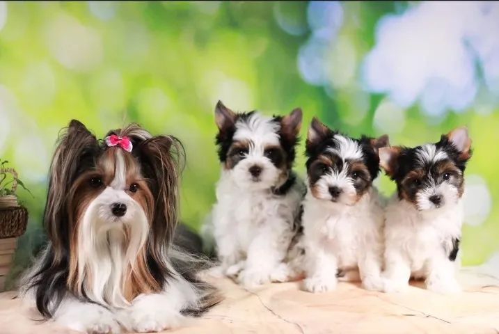 Biewer Terrier Macho Tricolor Amor em Forma de Cãozinho