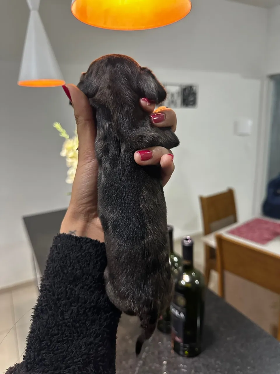 Filhote Basset Mini