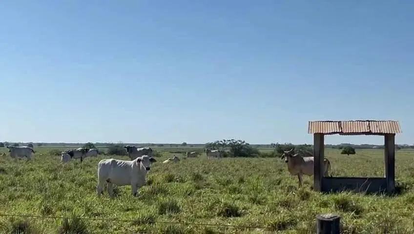 Fazenda á venda no Município de Quissamã/RJ, 42 Alqueires mineiro [48.400M2 cada] com curr