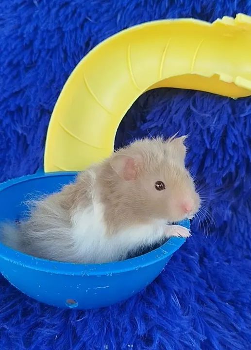 Hámster angorá ursinho (ZAP na descrição do anúncio  - Foto 2